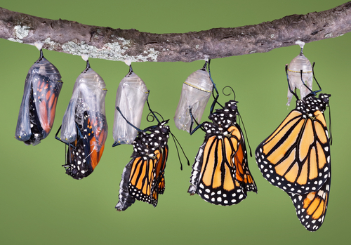 newly hatched butterflies